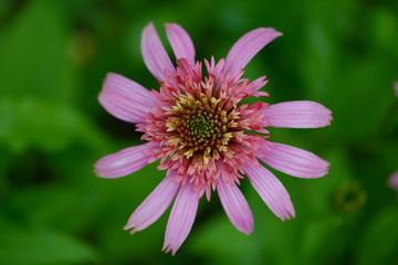 Echinacea pink, flower in the garden close-up on a green background, top view 