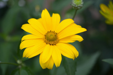 Bright yellow heliopsis flowers on a green background with leaves in the garden, close up 
