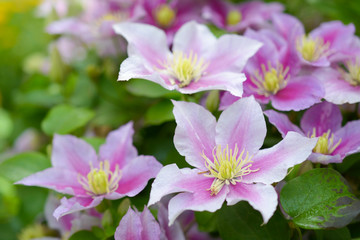 Wall of soft pink clematis flowers on a green background in the summer garden
