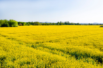 Obraz premium Ripened rapeseed on a field in western Germany, in the background a blue sky, natural light.