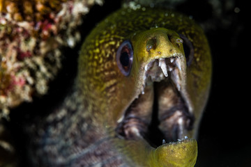 Muraenidae - .Moray eels