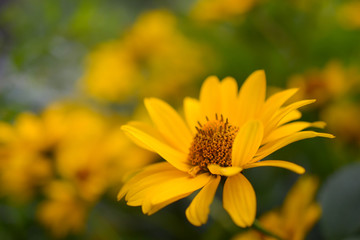 Fototapeta premium Bright yellow heliopsis flowers on a green and yellow background with leaves in the garden, close up, macro