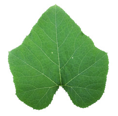 Obraz premium Vegetable, Bunch of Ivy Gourd Leaves Isolated on White Background. Green leaves