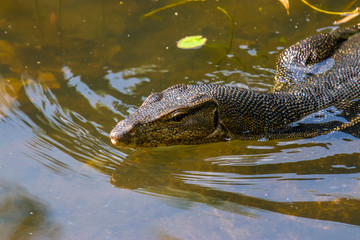 an Asian water monitor(Varanus salvator) is doing sun bath in Sungei Buloh Wetland Reserve Singapore.
It is a large varanid lizard native to South and Southeast Asia.