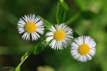 Close up of three daisies in a meadow
