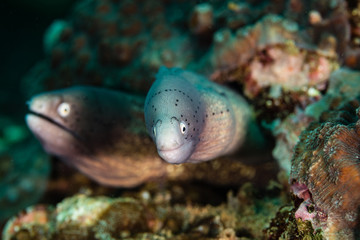 Muraenidae - .Moray eels