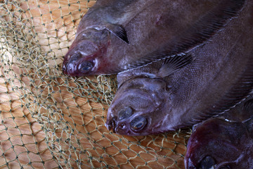 Flathead flounder on net