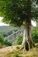 Irland Wicklow Mountains National Park Baum