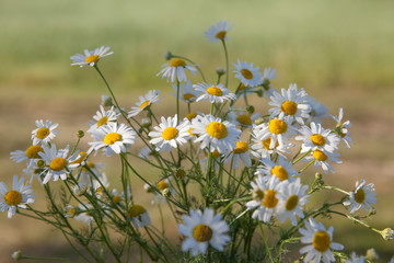 Group of field daisies on a field background
