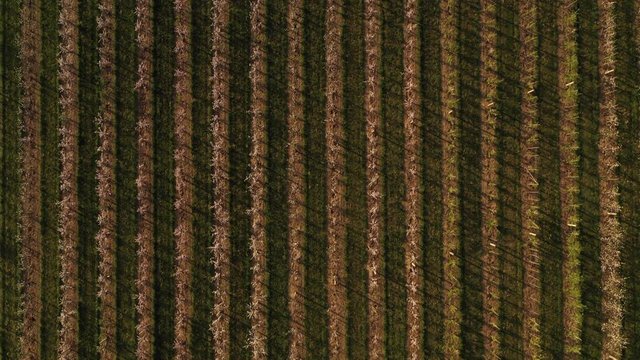 Aerial View of an apple orchard during spring time in the sunset