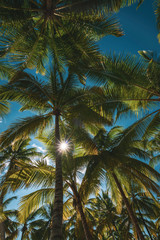 Fototapeta na wymiar big coconut palm trees on paradise island with sunny sky, Isla Saona, Dominican Republic