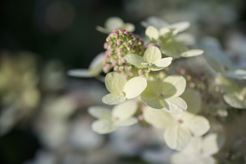 Hydrangea branch blooms on a bright Sunny day, white and pink, large, macro