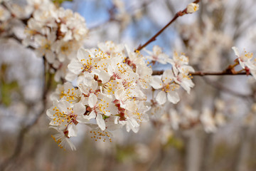 Blooming garden, blooming branch close-up