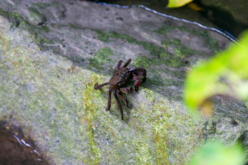 Mangrove tree-dwelling crab (Selatium brockii) on the rock in Singapore Sungei Buloh wetland reserve. 
It is commonly seen in the mangrove trees.