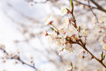 Blooming garden, blooming Apple tree branch close-up