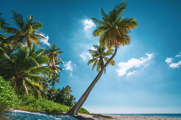 tropical beach with two palm trees in caribbean sun, Isla Saona, Dominican Republic