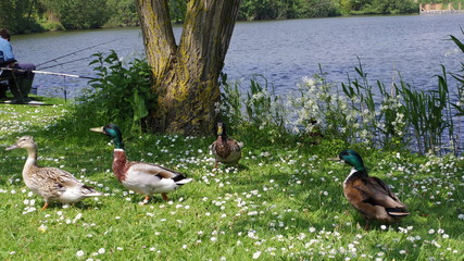 Little ducks