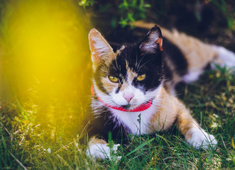 cat on the grass portrait