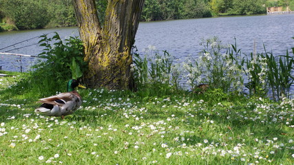 Duck at the park