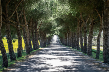 Alentejo road with trees on a farm field