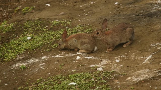 European Rabbit - Oryctolagus cuniculus, two dangerous invasive rabbits are eating on the grass in Australia, New Zealand 