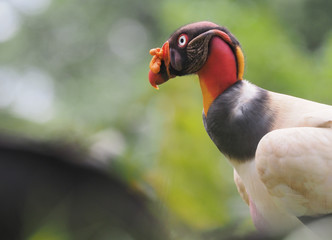 Könisgeier (King vulture) in Costa Rica