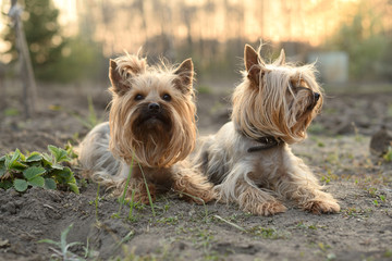 two yorkshire terrier dogs lying nearby in nature in the sunset