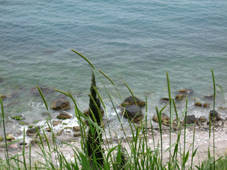 grass on the background of the azure sea