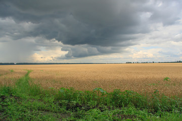 Ripening field of wheat against a stormy sky