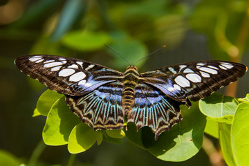 Fototapeta na wymiar the butterfly Clipper (Parthenos sylvia) . A species of nymphalid butterfly found in south and southeast Asia, mostly in forested areas, fast-flying butterfly