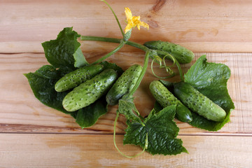 Cucumbers on table