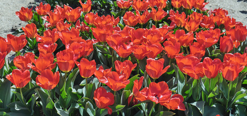 red tulips bloom
