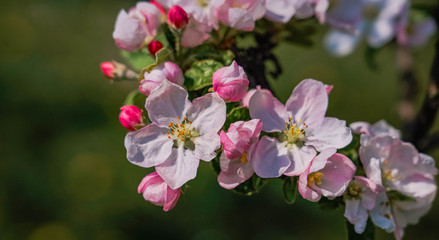 Fototapeta na wymiar Pink Polish Blossom Flowers in Spring
