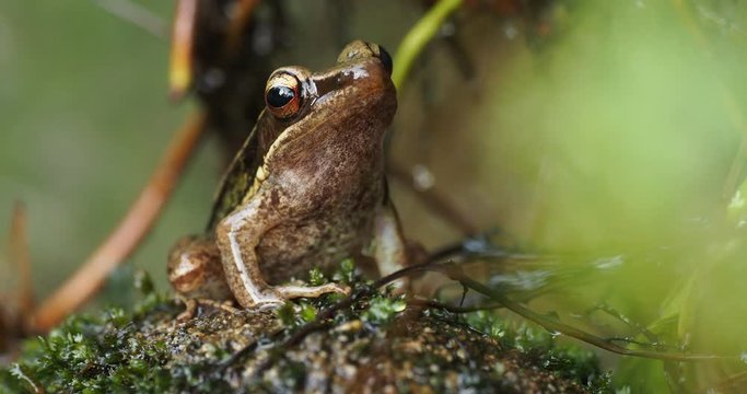 Common Southeast Asian Tree Frog - Polypedates leucomystax, species in the shrub frog family Rhacophoridae, also known as four-lined tree frog, golden tree or striped tree frog.