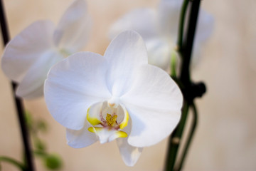 Fototapeta na wymiar Blooming orhid flowers Phalaenopsis white colors blossoming