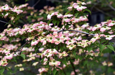 Zweig eines Blumenhartriegels