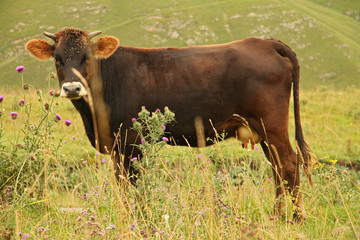 Cow grazing on ths summer alpine meadow