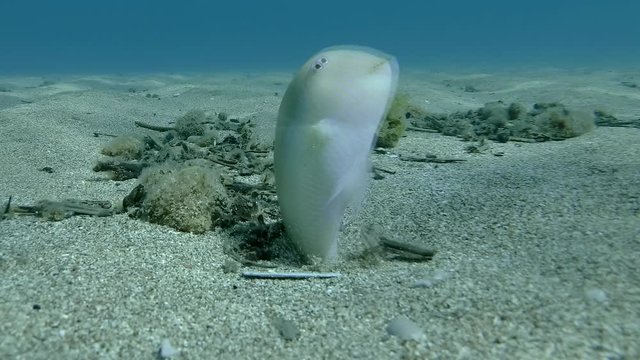Razorfish slowly crawls out of the sand and swims away. Pearly Razorfish or Cleaver Wrasse (Xyrichtys novacula) Underwater shot. Mediterranean Sea