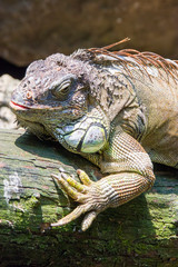 Obraz premium The green iguana, also known as the American iguana, is a large, arboreal, mostly herbivorous species of lizard of the genus Iguana.