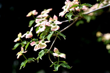 Zweig eines Blumenhartriegels