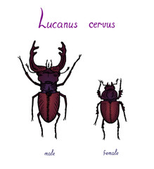 Lucanus cervus, stag beetle (family Lucanidae) male and female sexual dimorphism, drawing, high quality vintage engraved illustration style, hand drawn colorful, sketch, vector with inscription