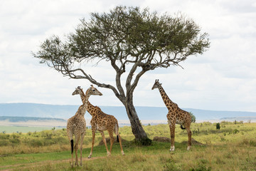 Naklejka na ściany i meble Two Rothschild Giraffes and a Masai Giraffe under an Acacia tree in Masai Mara on a sunny September afternoon