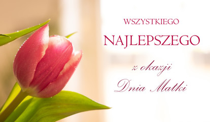 Kartka z różowymi tulipanami z okazji dnia matki  - obrazy, fototapety, plakaty