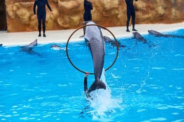 Beautiful dolphin show jumps in zoo park on a sunny day, training a large adult mammal in pool © bondvit