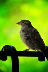 Small brown sparrow sitting on a fence with green nature in the background