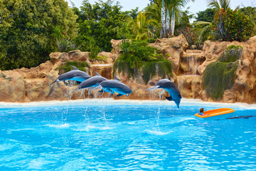 Beautiful dolphin show jumps in zoo park on a sunny day, training a large adult mammal in pool