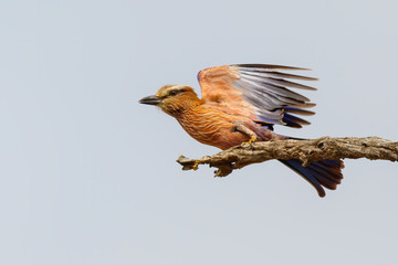 Purple Roller flying away from a branch in Kruger National Park in South Africa