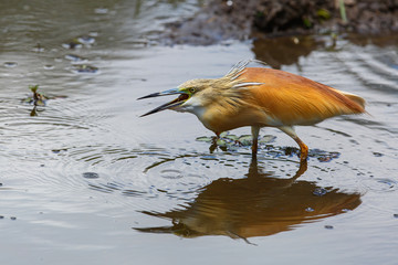Squacco Heron eating a small fish in Kruger National Park in South Africa