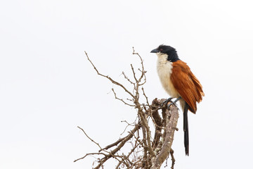 Burchell's Coucal sitting in top of a bush in Kruger National Park in South Africa