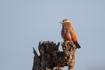 Purple Roller sitting on a tree stump in Kruger National Park in South Africa